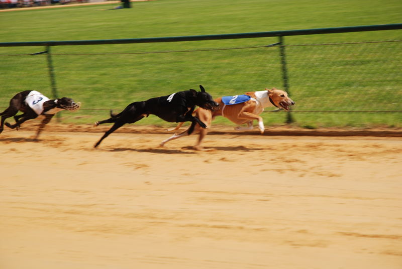 Windhund Weltmeisterschaft, 2007 whippets