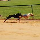 Windhund Weltmeisterschaft, 2007 whippets