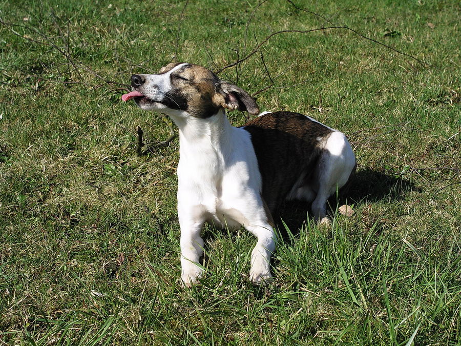 Windhund Whippet  -  Ihr könnt mich mal !