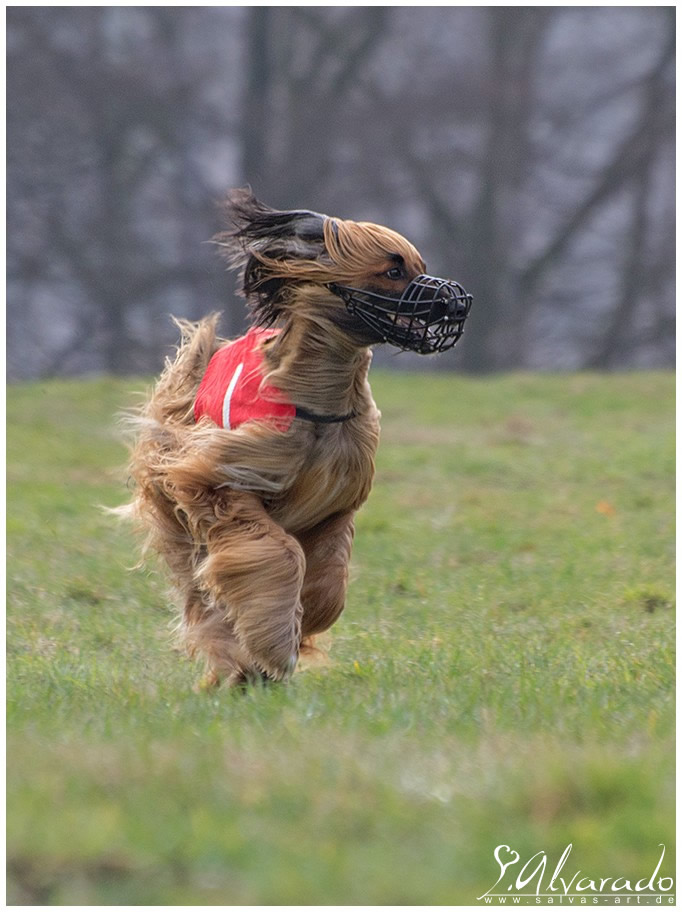 Windhundcoursing in Volkmarsen 13.04.2013