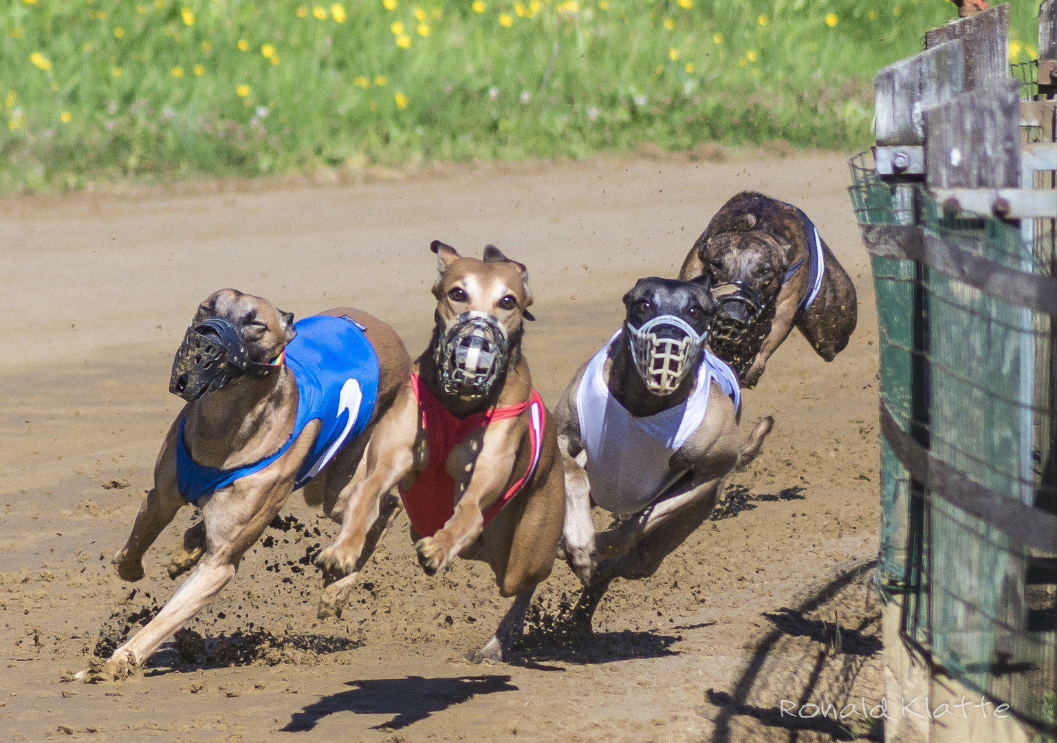 Windhundderby 2012