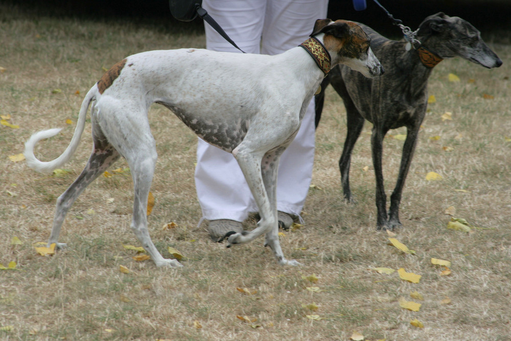 Windhunde…. Foto & Bild tiere, haustiere, hunde Bilder auf