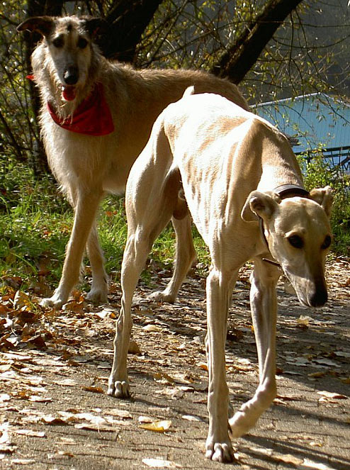 Windhunde