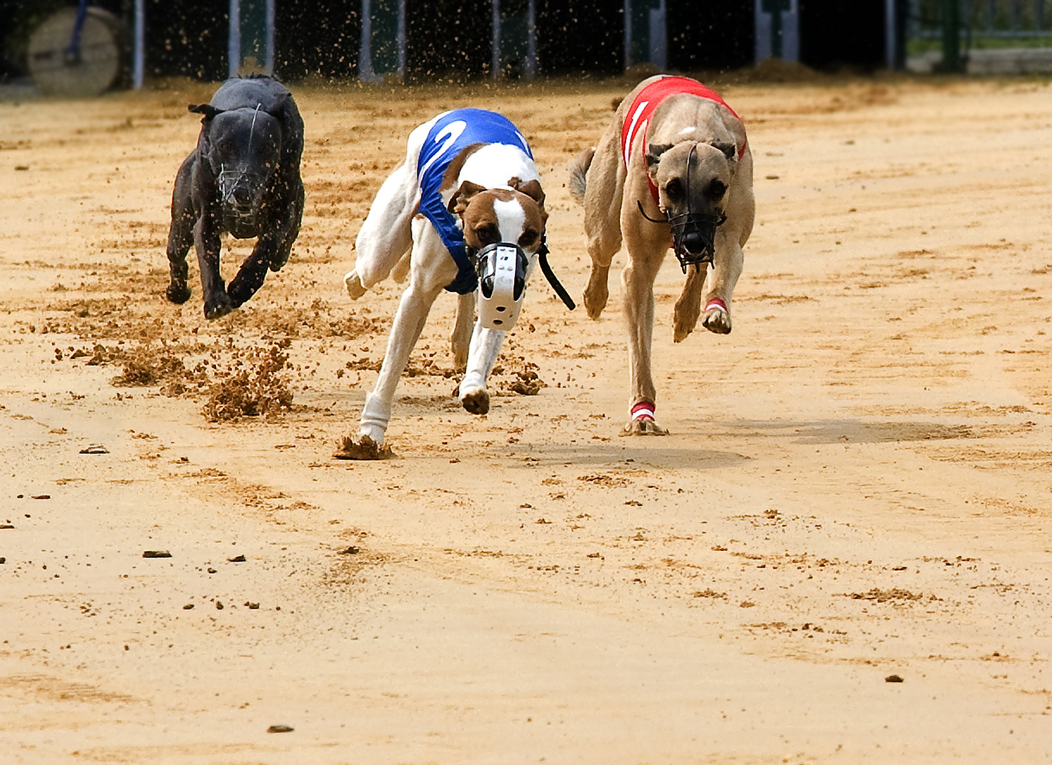 Windhunde