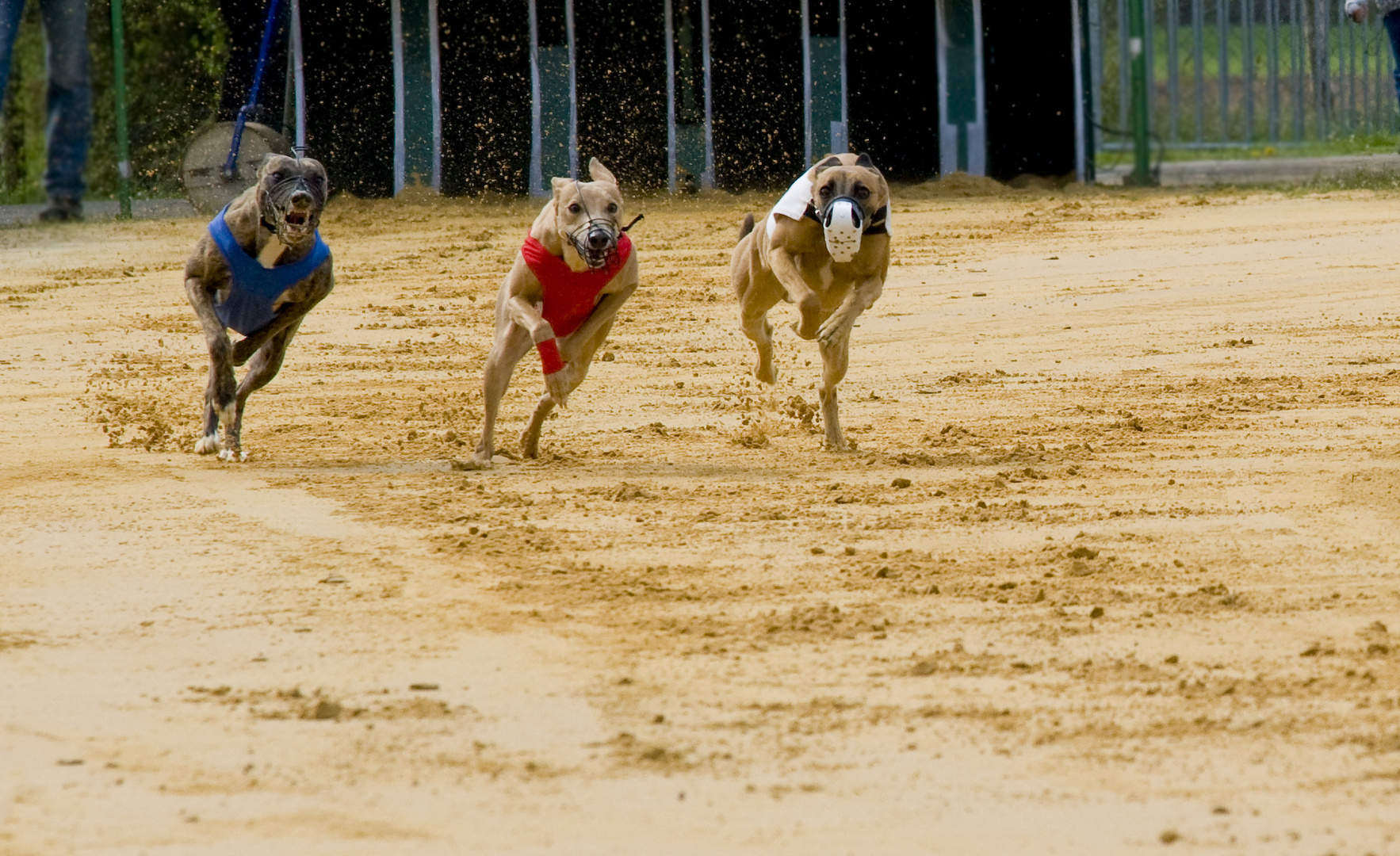 Windhunde am Start