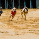 Windhunde am Start