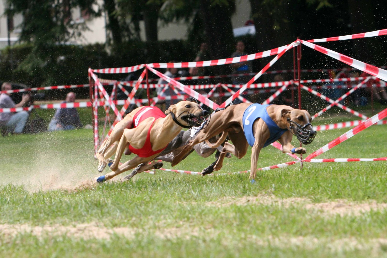 Windhunde in Action