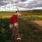 Windhunde machen glücklich