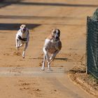 Windhunderennen 2