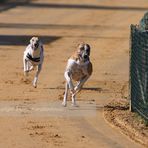 Windhunderennen 2