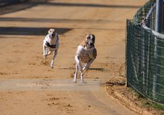 Windhunderennen 2