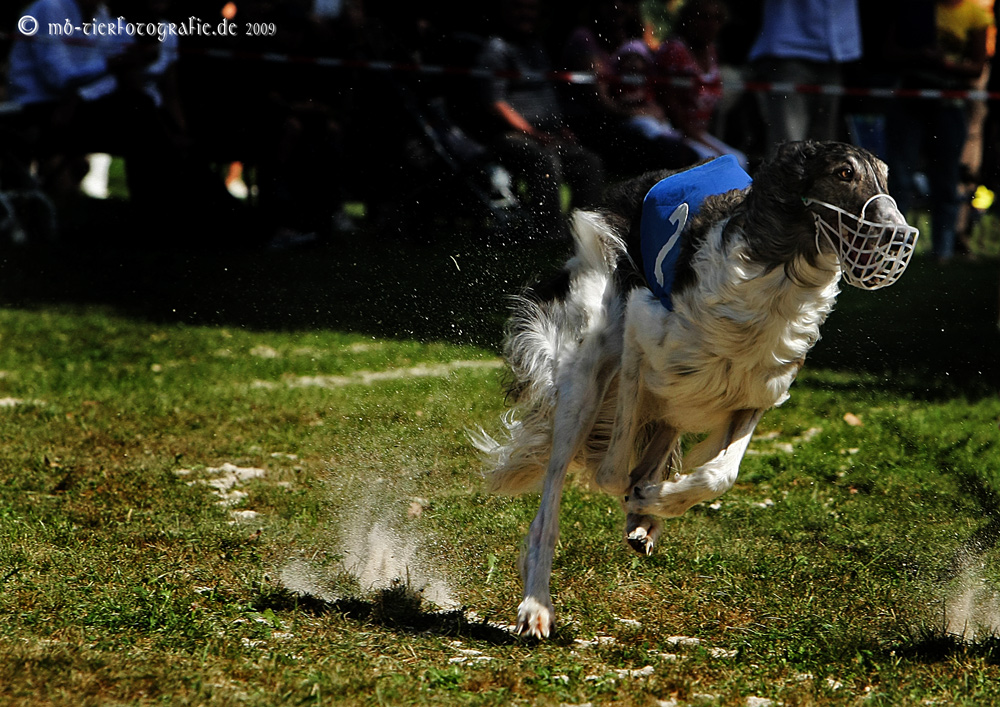 Windhunderennen 2009