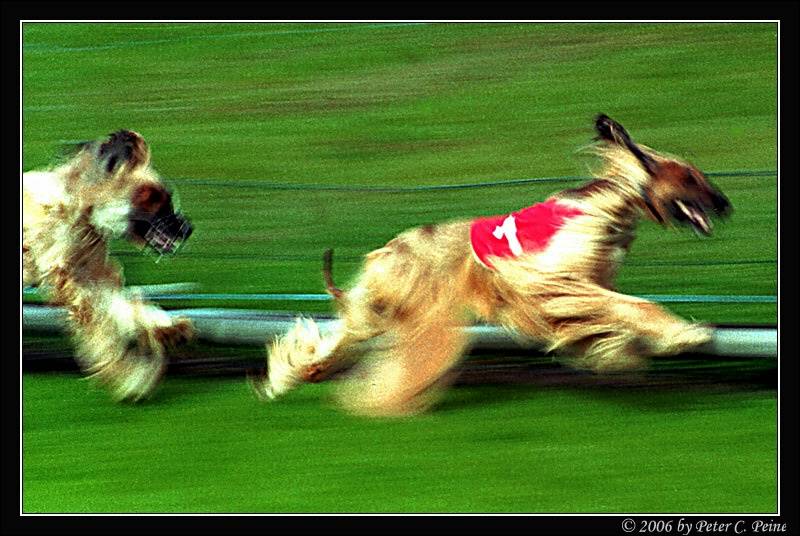 Windhunderennen