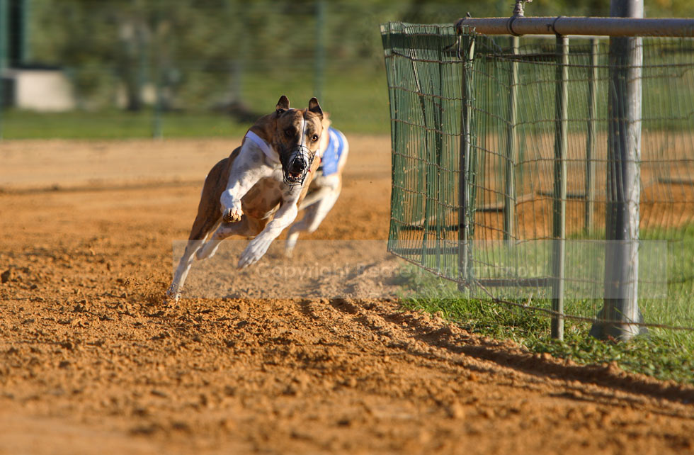 Windhunderennen 5