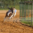 Windhunderennen 5