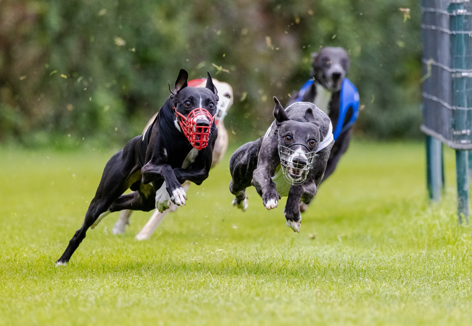 Windhunderennen