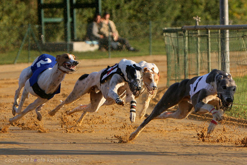 Windhunderennen 7