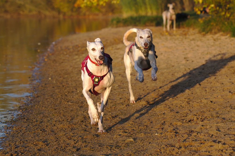 Windhunderennen abends am Rothsee, Foto & Bild hunde, hund, natur