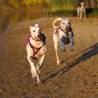 Windhunderennen abends am Rothsee,