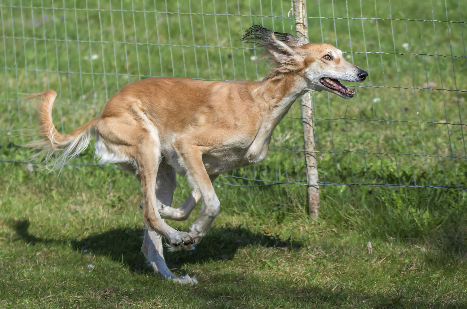 Windhunderennen