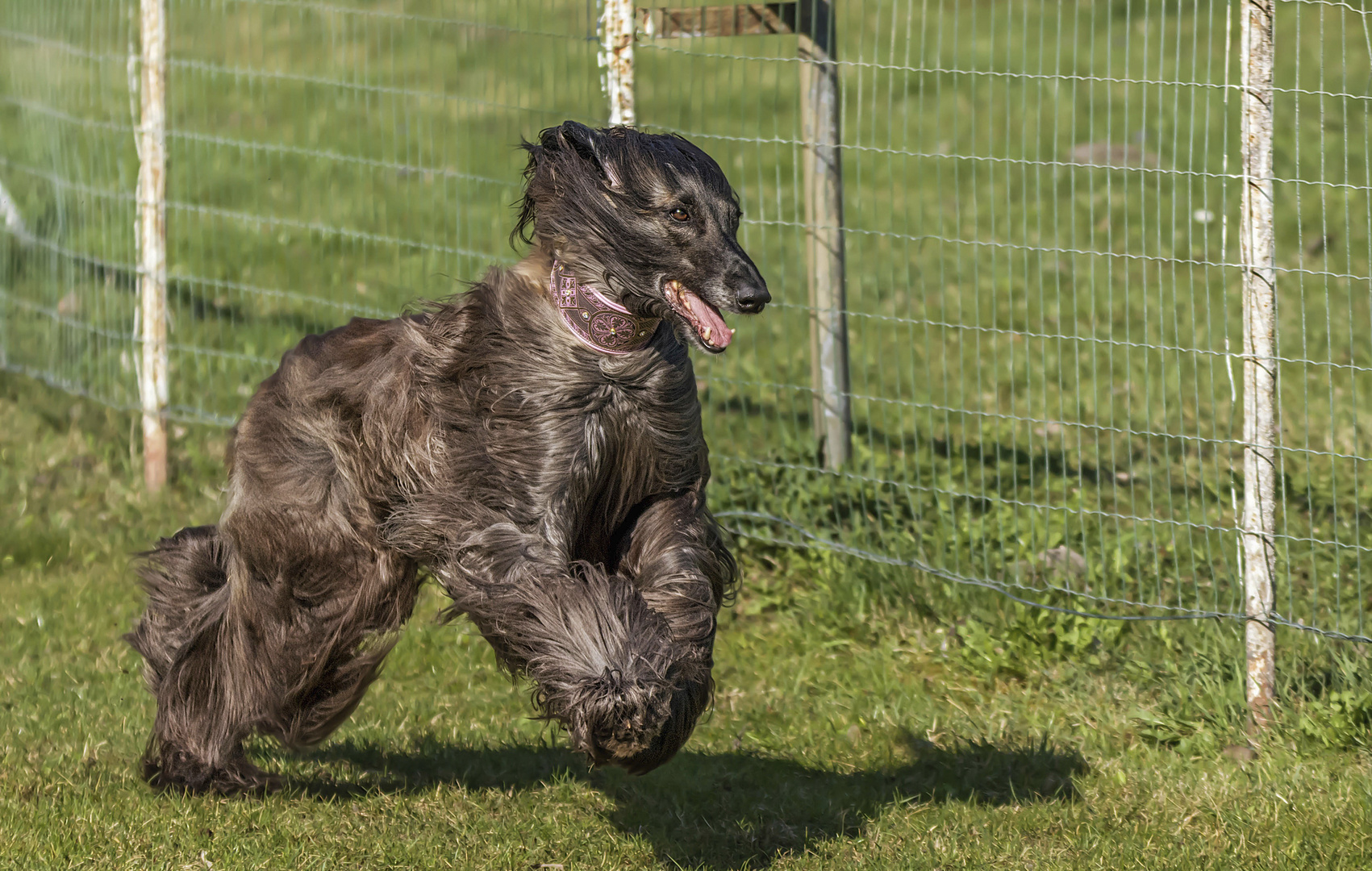 Windhunderennen