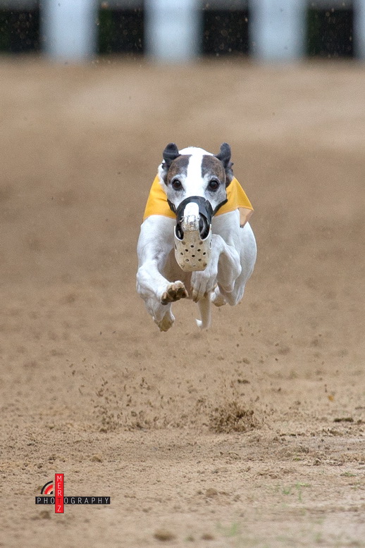 Windhunderennen Eilenburg 2013