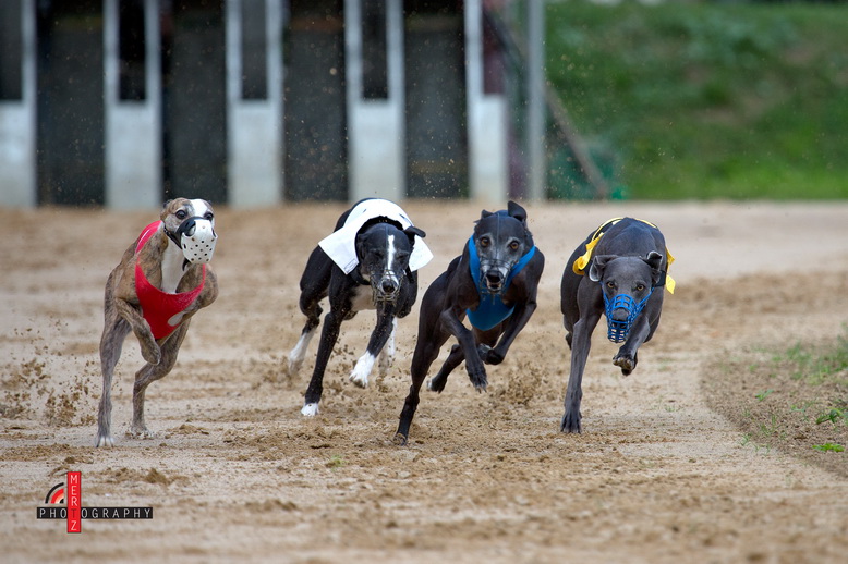 Windhunderennen Eilenburg 2013 II