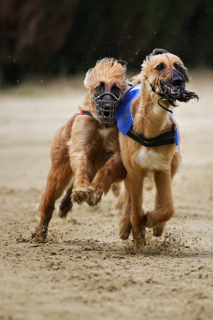 Windhunderennen Hildesheim III