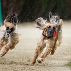 Windhunderennen Hildesheim VI