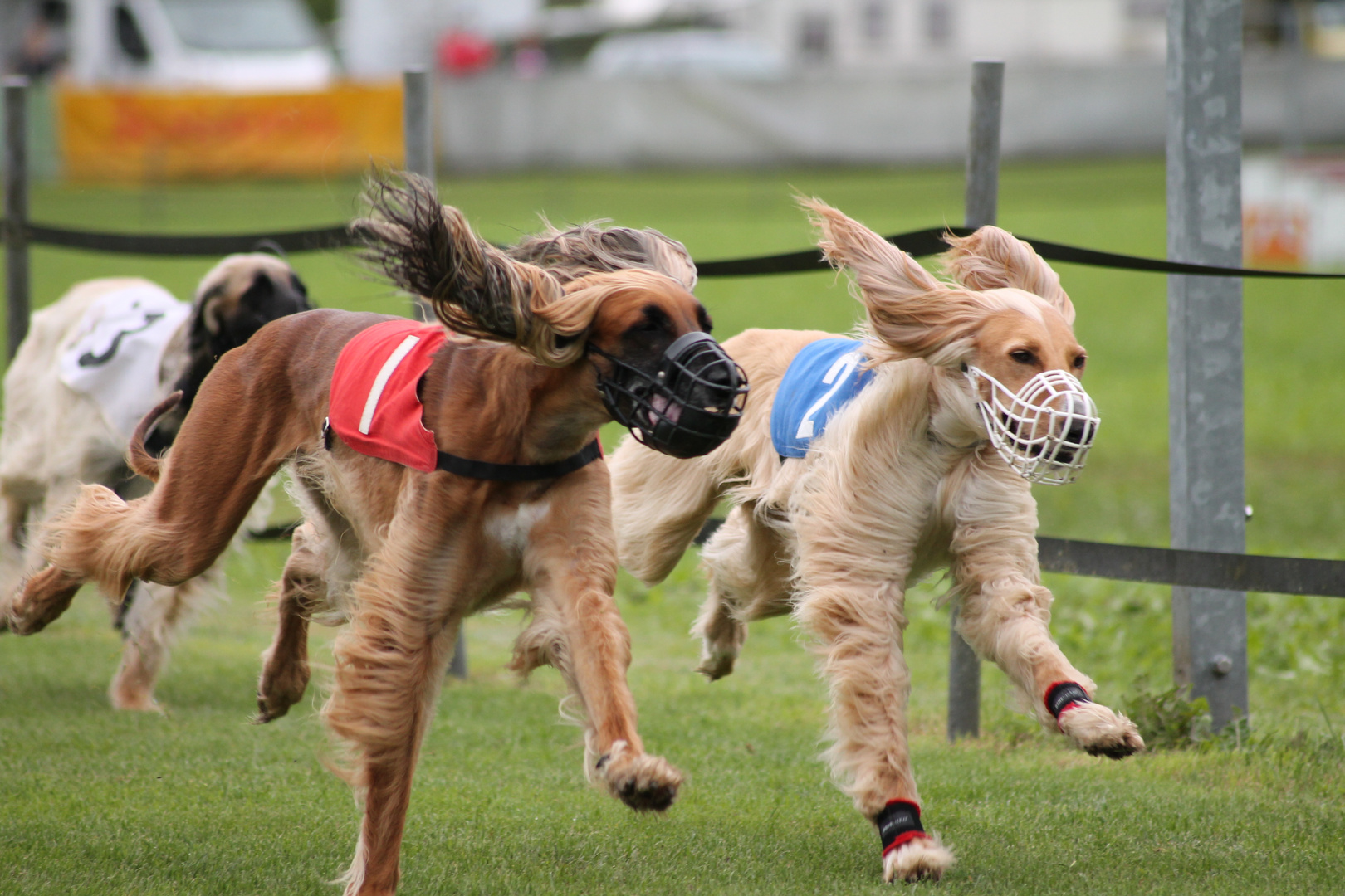 Windhunderennen in Lorch