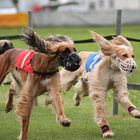 Windhunderennen in Lorch