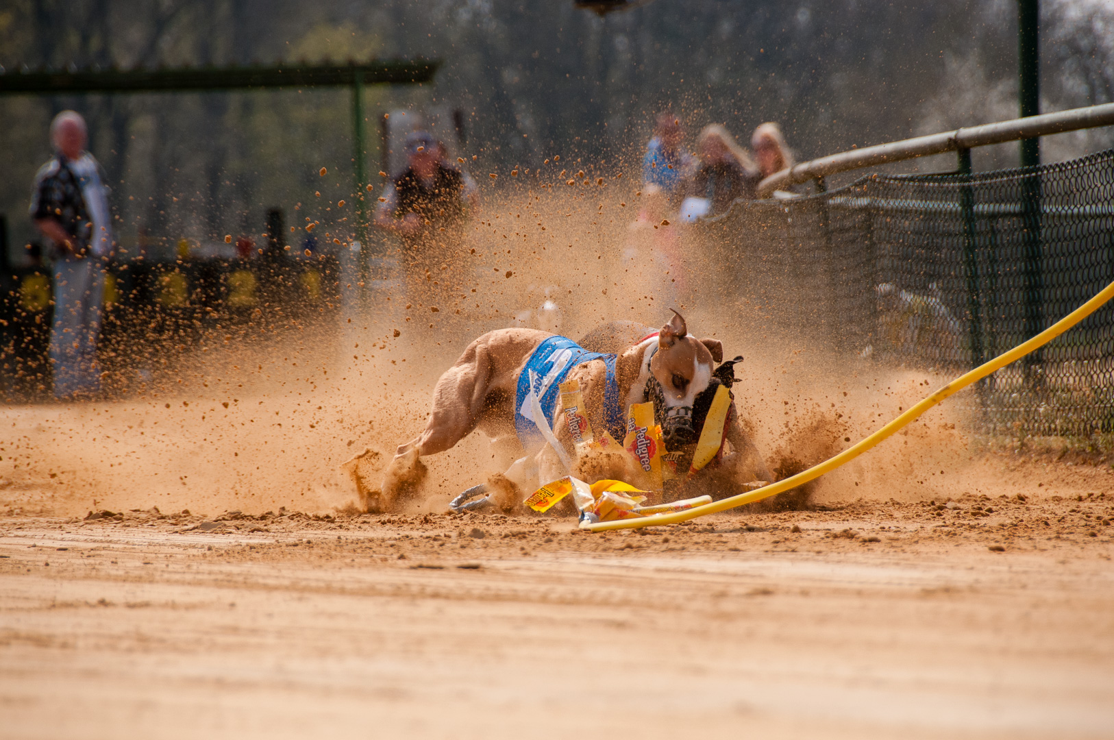 Windhunderennen in Sachsenheim