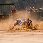 Windhunderennen in Sachsenheim