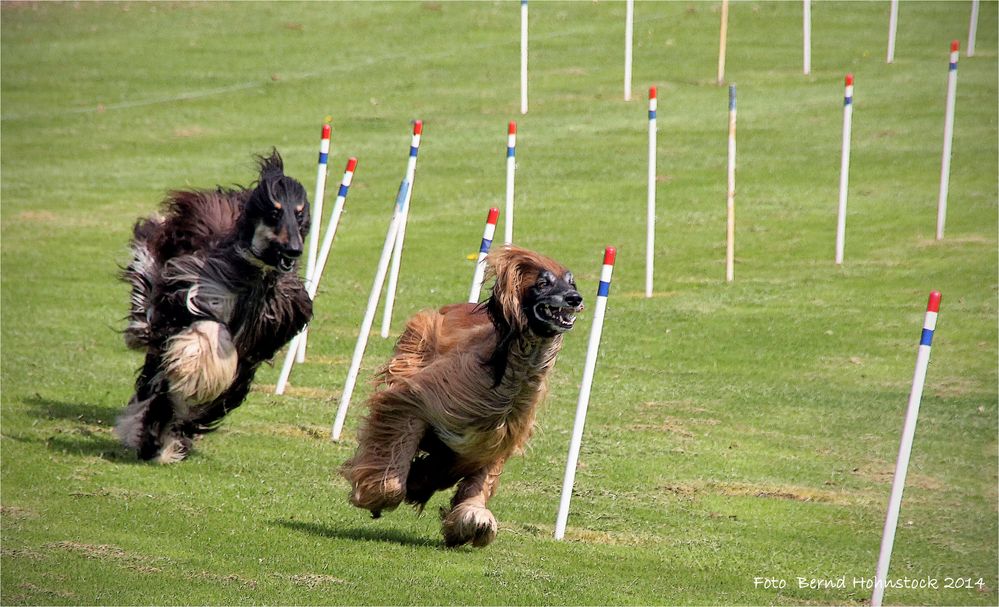 Windhundetraining .... zu großen Preis von Limburg