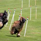 Windhundetraining .... zu großen Preis von Limburg