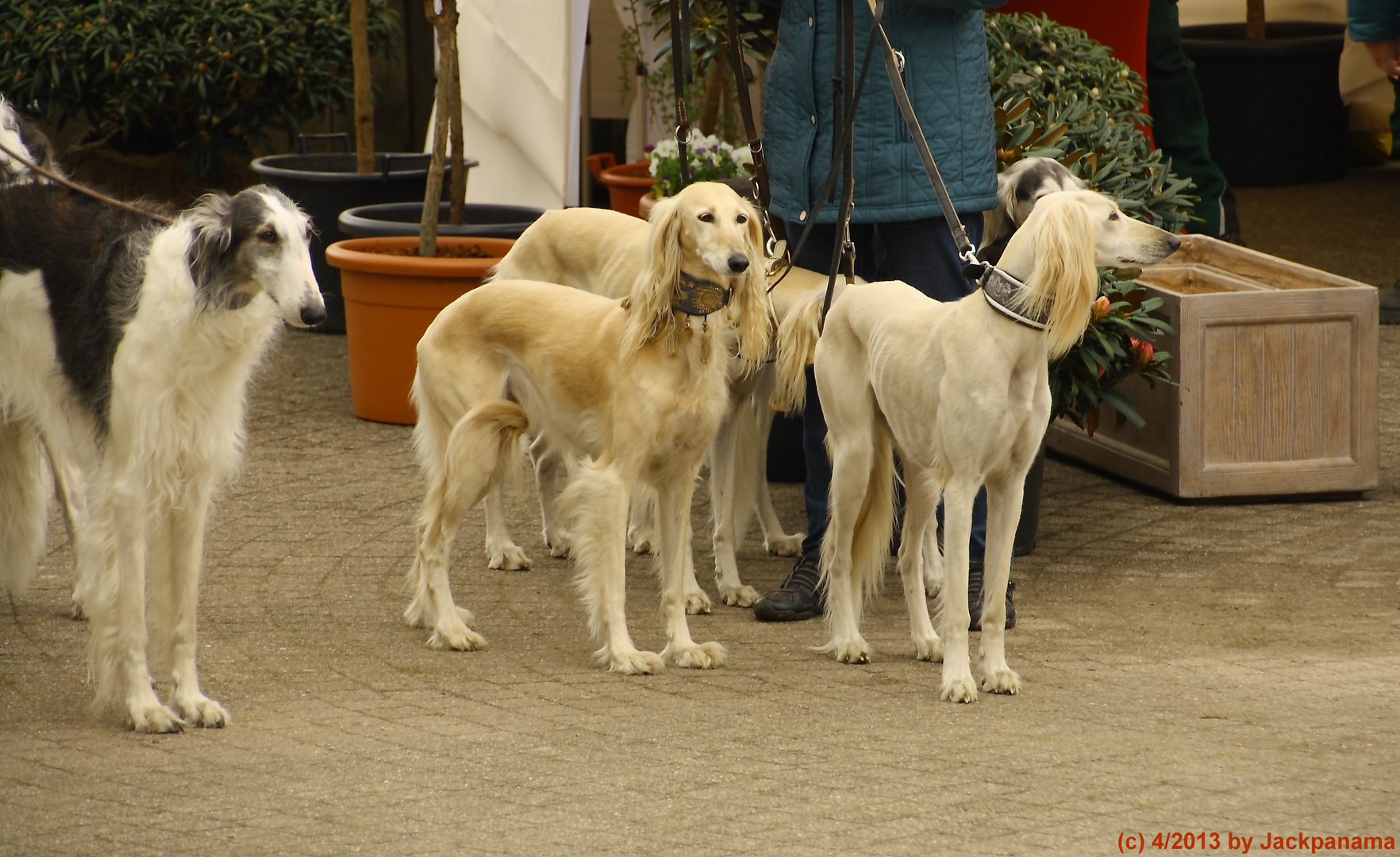 Windhundetreffen