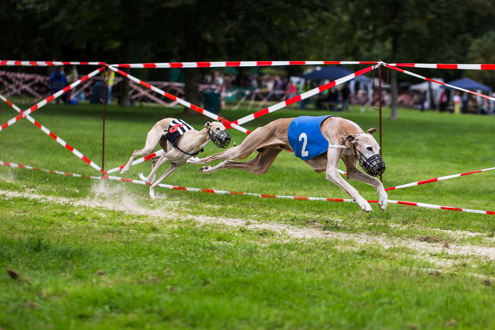 Windhundfestival Bad Homburg I