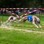 Windhundfestival Bad Homburg I