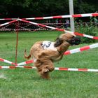 Windhundrennen in Bad Homburg