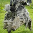 °°° WINDHUNDRENNEN IN TÜTTLEBEN - AFGHANE °°°