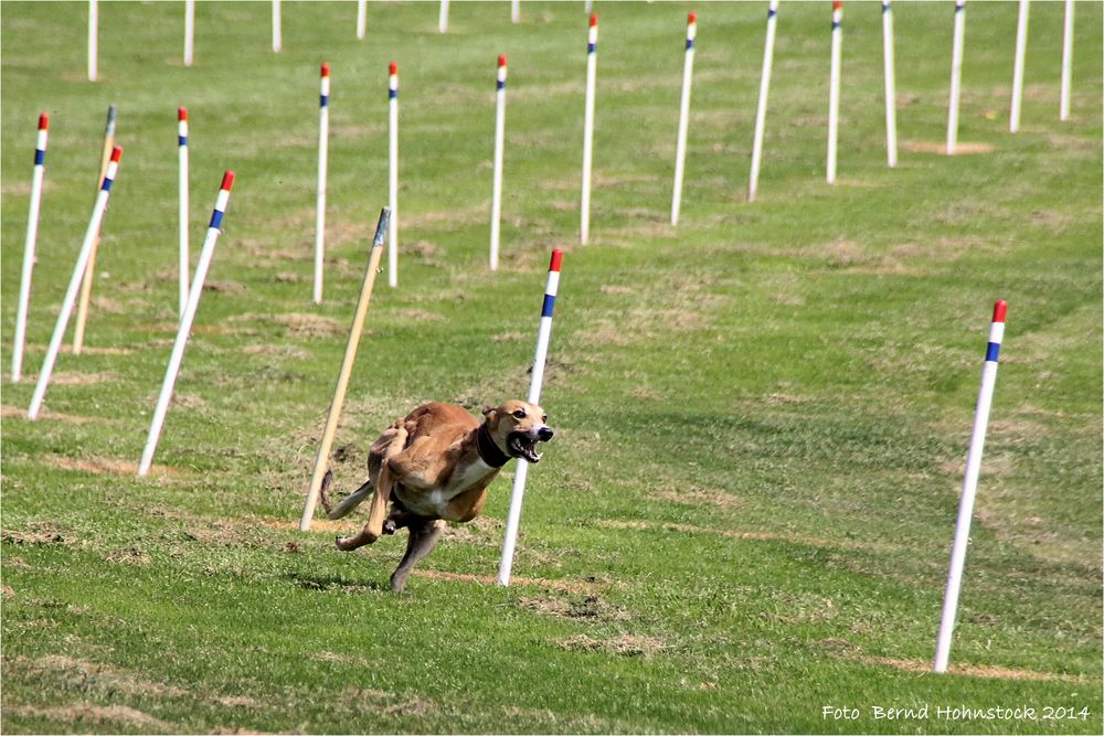 Windhundtraining ........