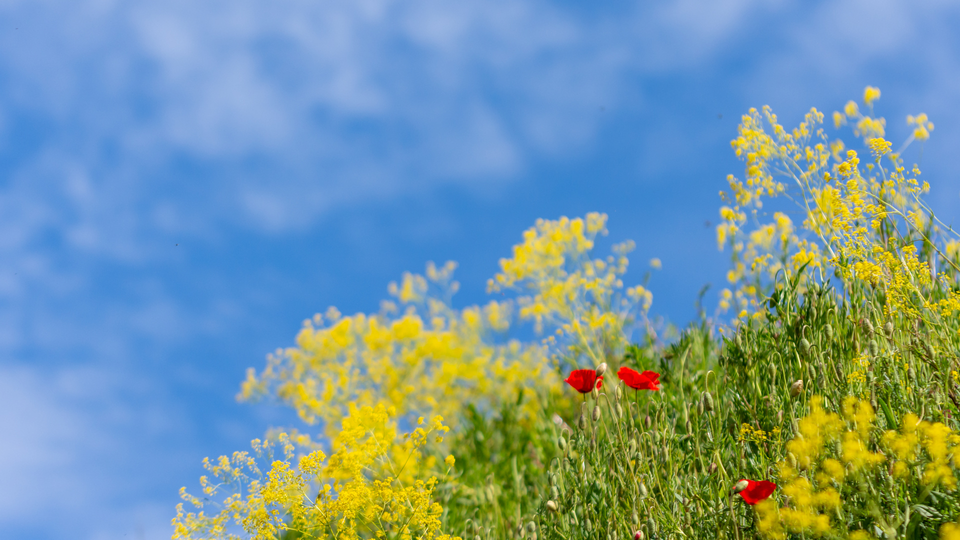 Windig, aber Frühling