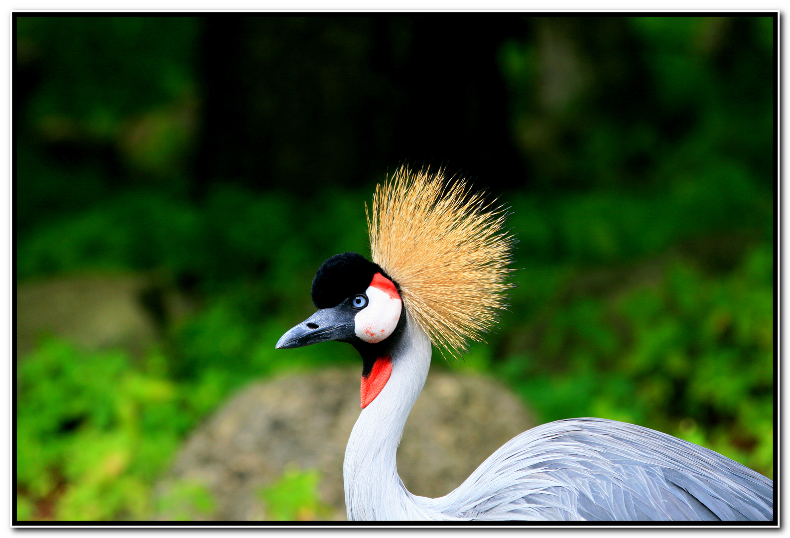 Windig...aber die Frisur sitzt...Augsburger Zoo