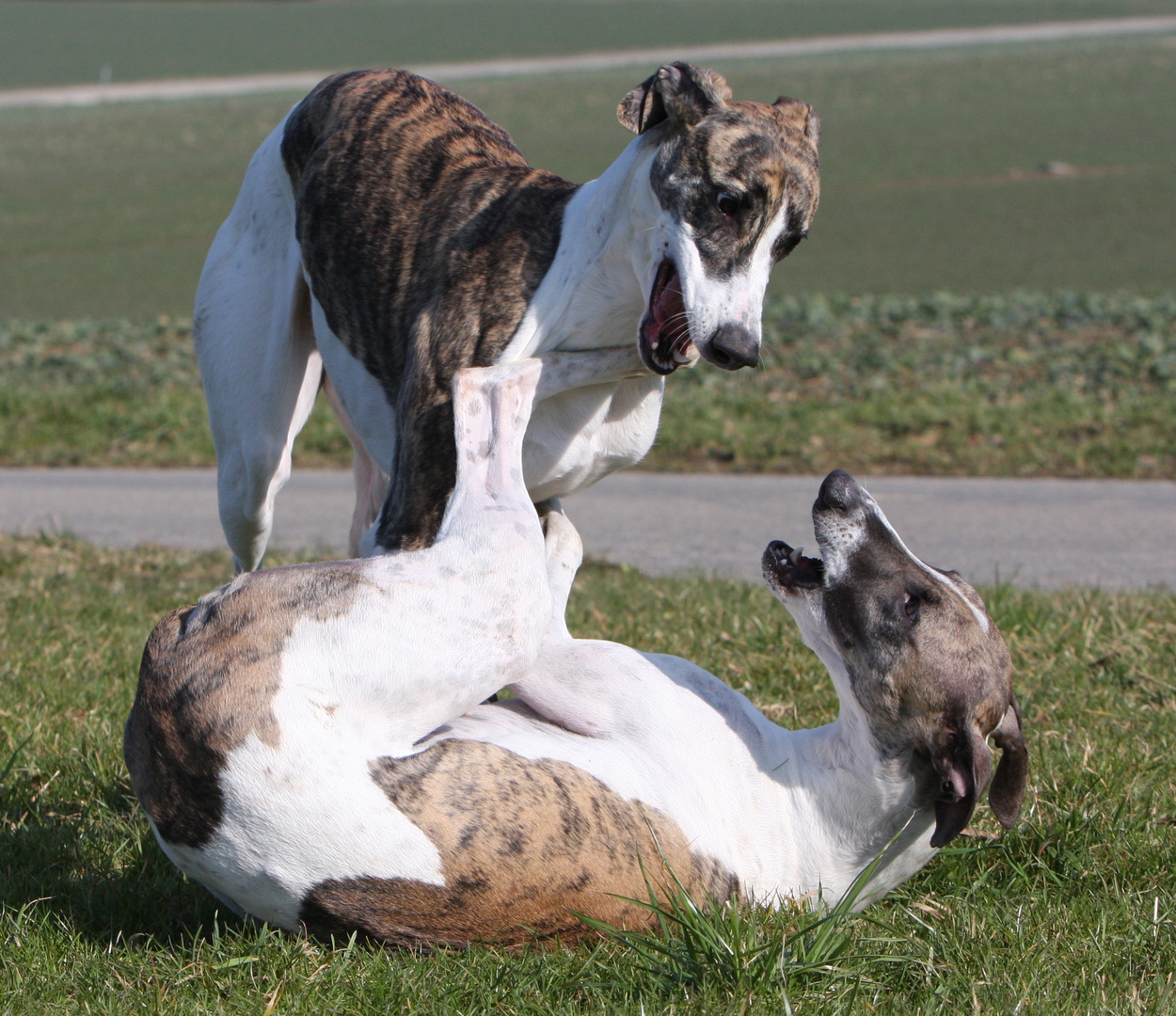 windige Hunde (Magyar Agars) beim Judotraining :-))