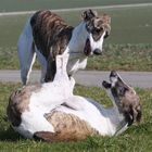 windige Hunde (Magyar Agars) beim Judotraining :-))