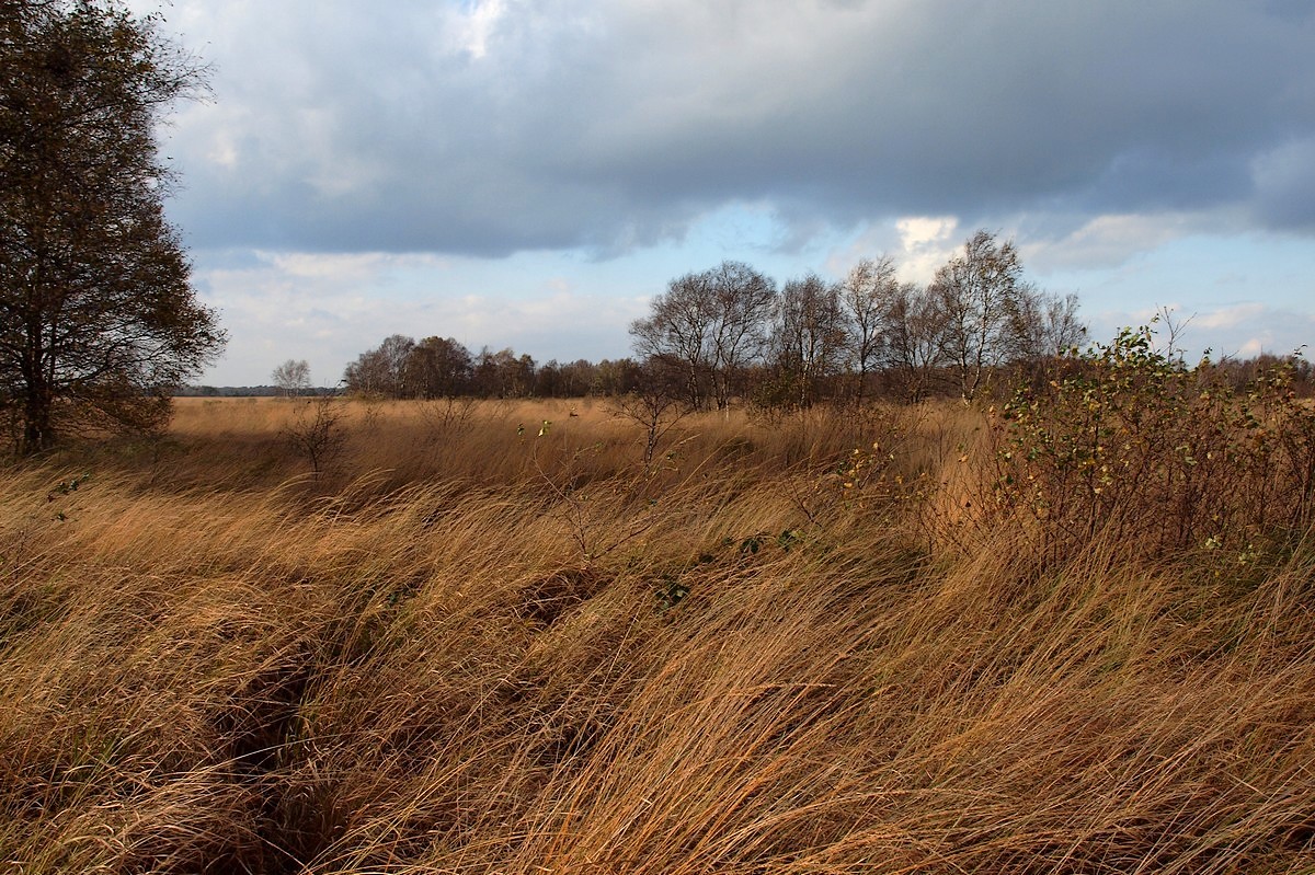 Windige Landschaft