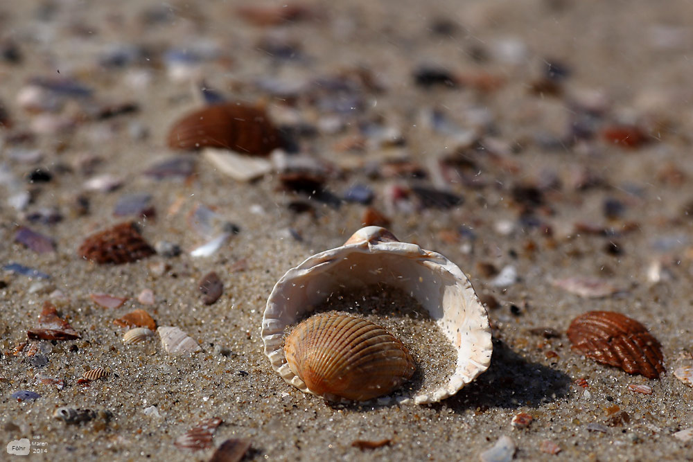 windige Muschelwelt