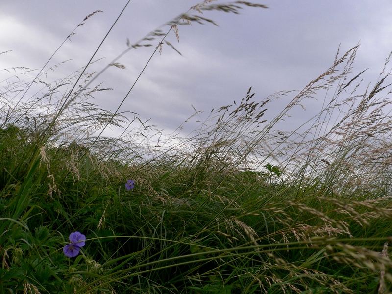 Windige Stimmung vor dem Gewitter