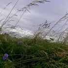 Windige Stimmung vor dem Gewitter