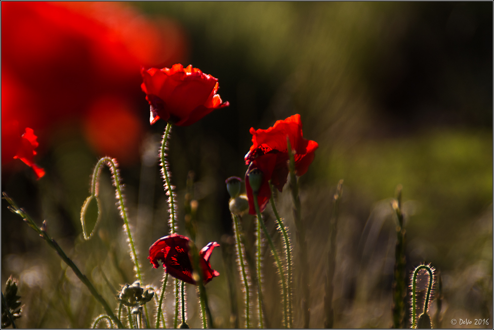 Windiger Klatschmohn